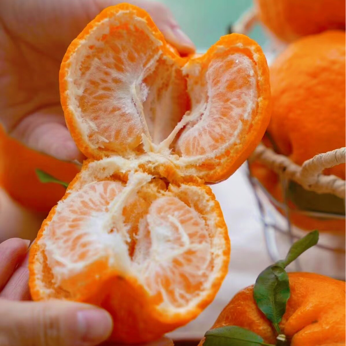 椪柑 石门特产本地农家自种新鲜时令应季水果香甜多汁