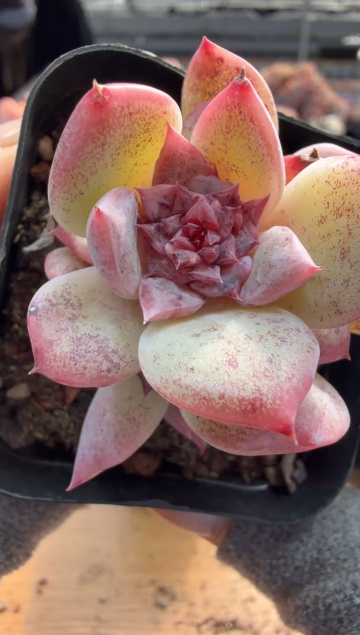 东云多肉园二店-163