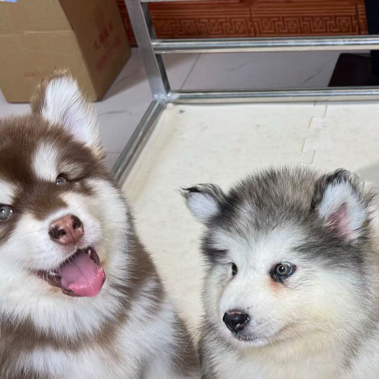 { 二丫萌宠}狗狗活体