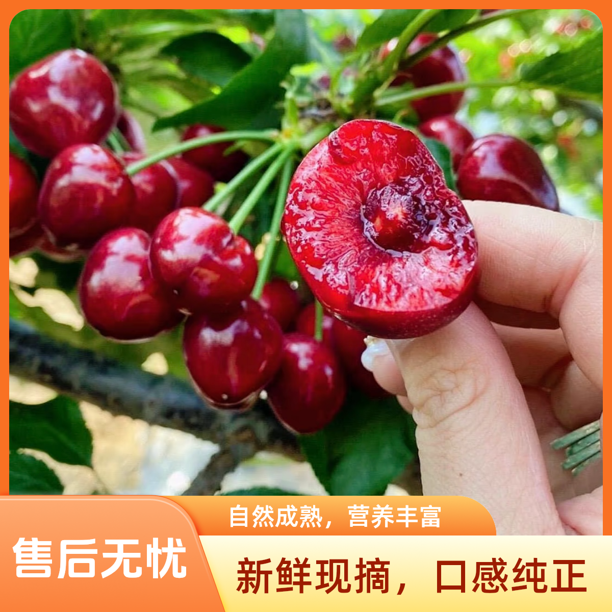 （3斤特大果礼盒装）大连露天樱桃 果园现摘现发 孕妇水果 J起丰收一百红灯樱桃