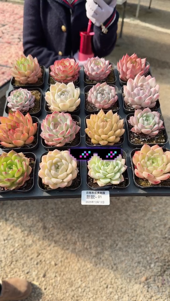 东云多肉园新款-01