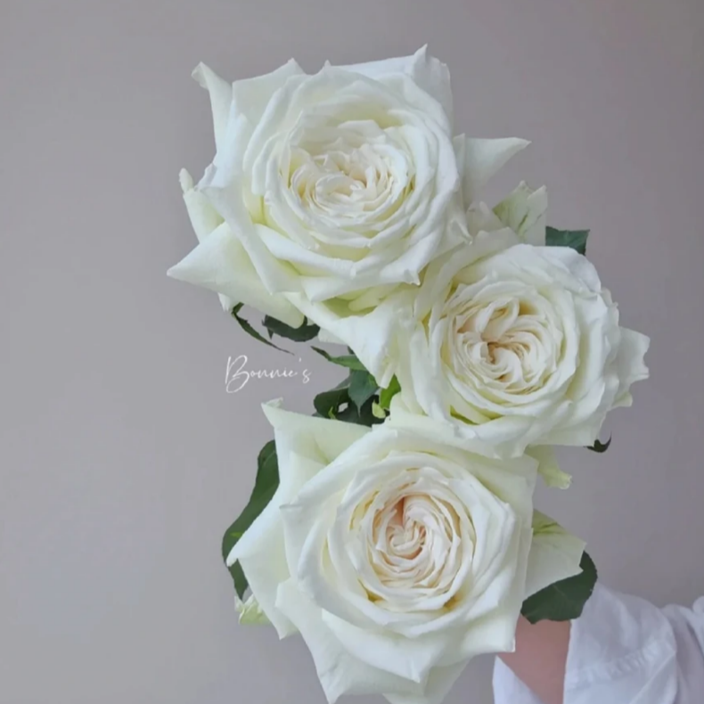 【杰杰楷专属】塔尼克白玫瑰10支