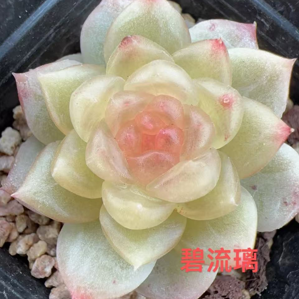 碧琉璃单头风花雪月系列多肉量拍