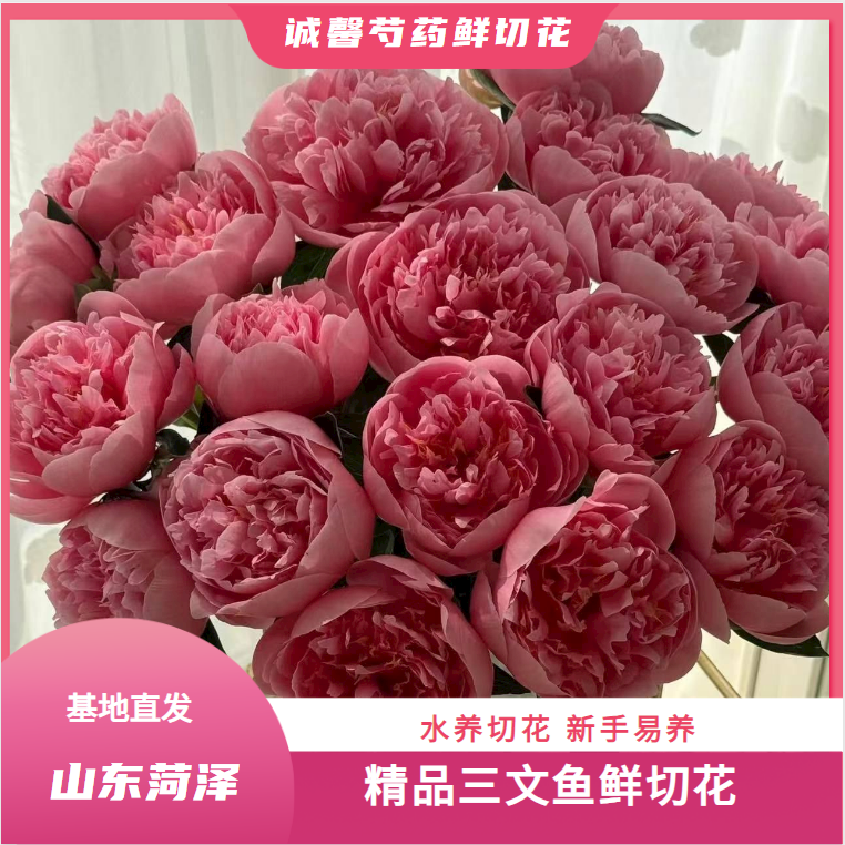 【 三 文 鱼 - 种 苗】 山东菏泽诚馨种苗基地 保对版对色 源头直发