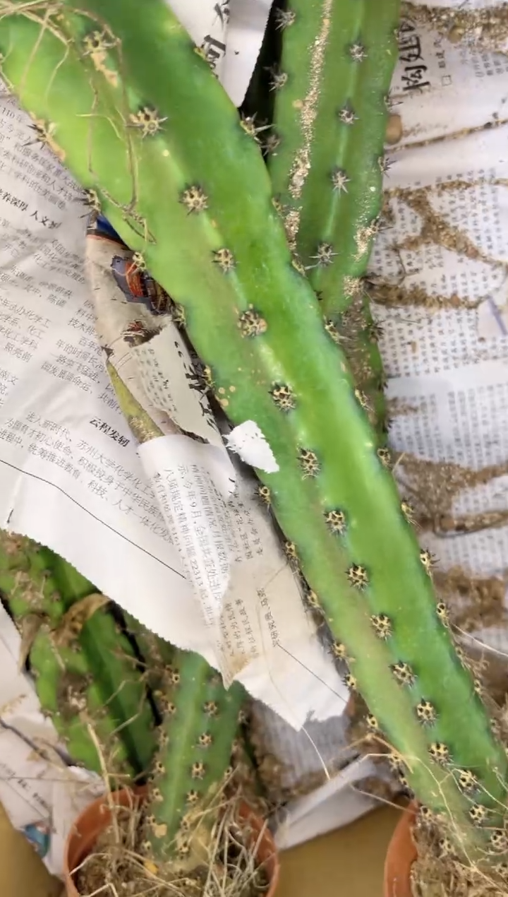 【闪购商品】【带根】40cm 秀蒲柱