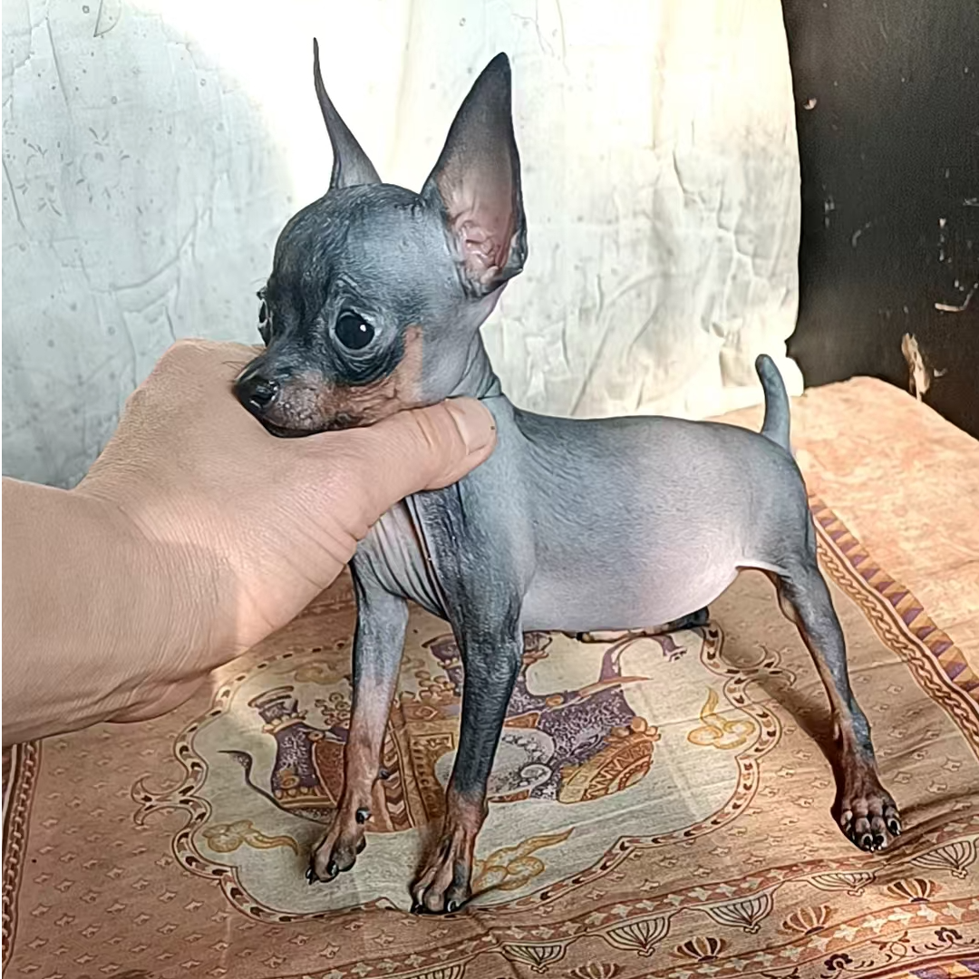 纯种小鹿犬铁包金棕色小鹿犬短毛小体迷你小鹿犬长不大小狗不掉毛