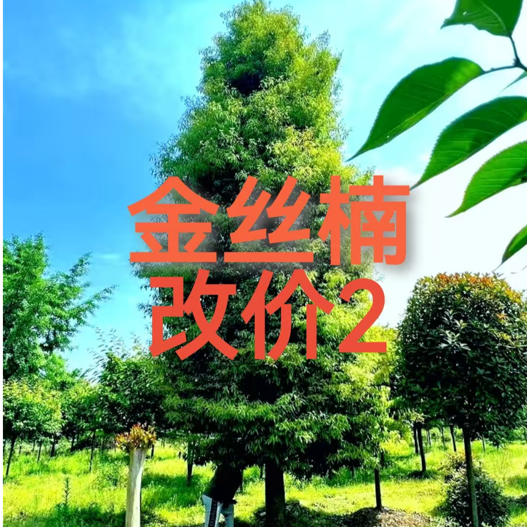 正宗金丝楠木-大树小苗改价2