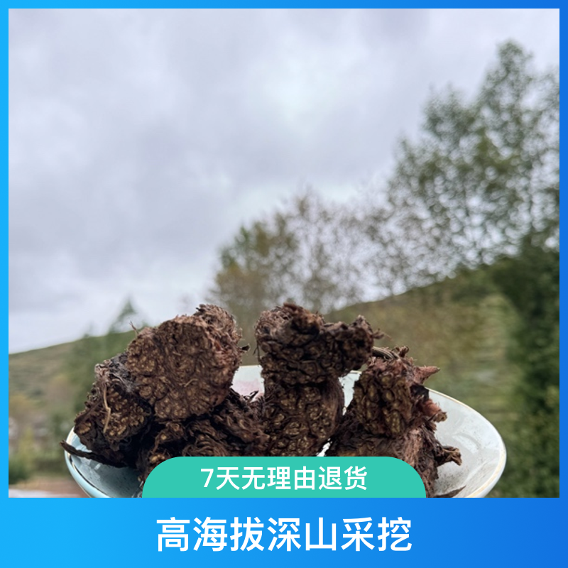 （老丹参）高海拔深山采挖野外采集，可泡水煮水