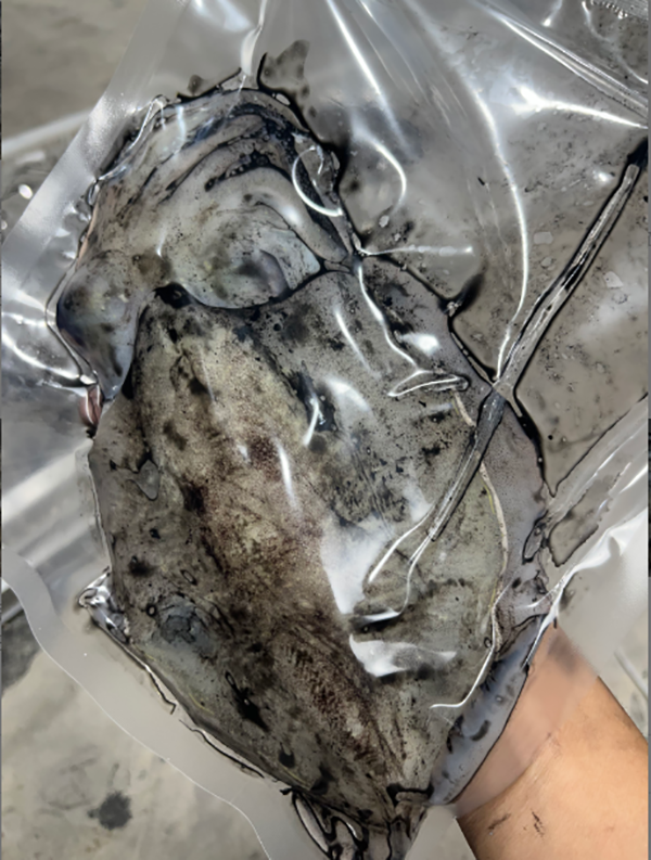 吕四渔港 新鲜大墨鱼大乌贼 码头直发