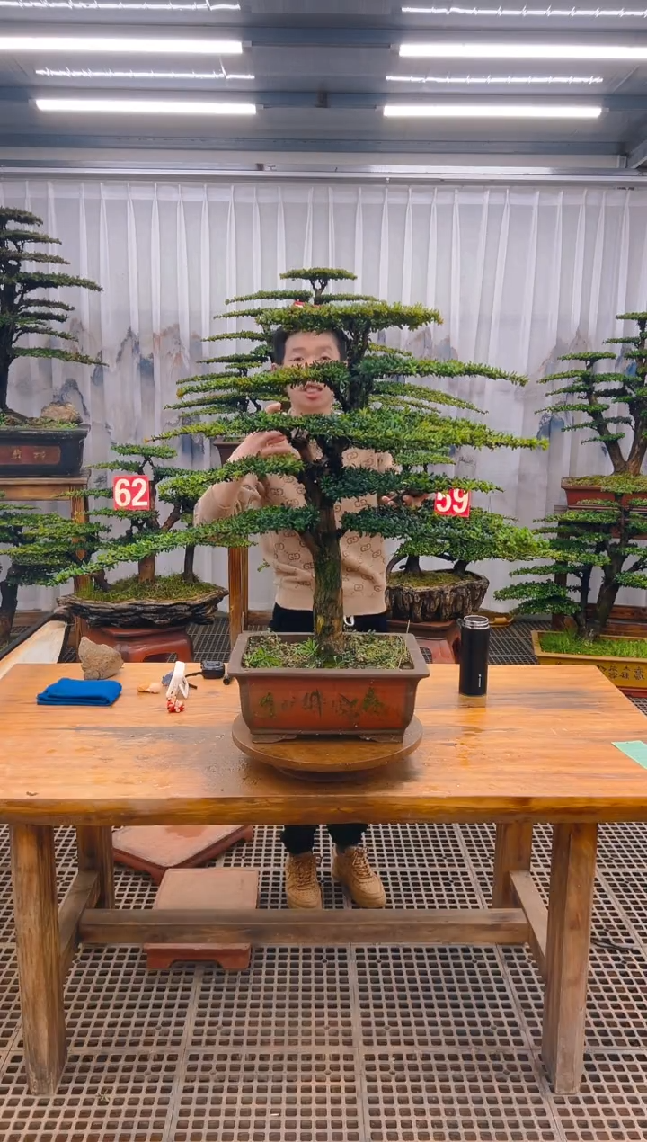 【闪购商品】紫砂精品盆景直播间一物一拍