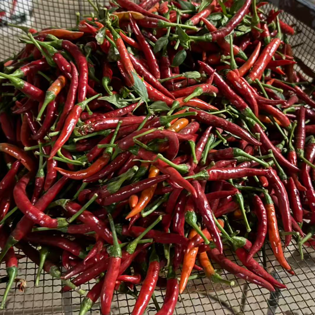 2025年新鲜现采摘农家自种新鲜现摘青红辣椒混装辣椒小米椒小米辣