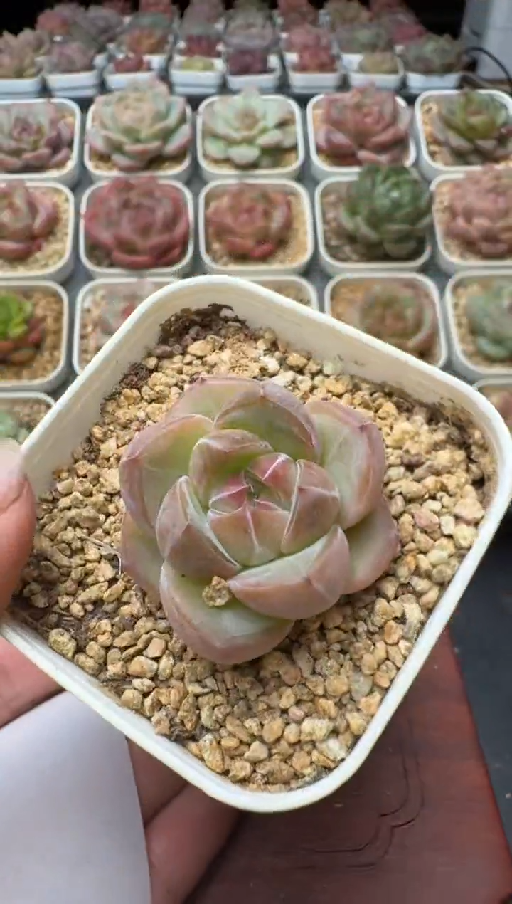 062T带盆土发(6.5cm杯） 当场拍3颗以上包柚 多肉植物