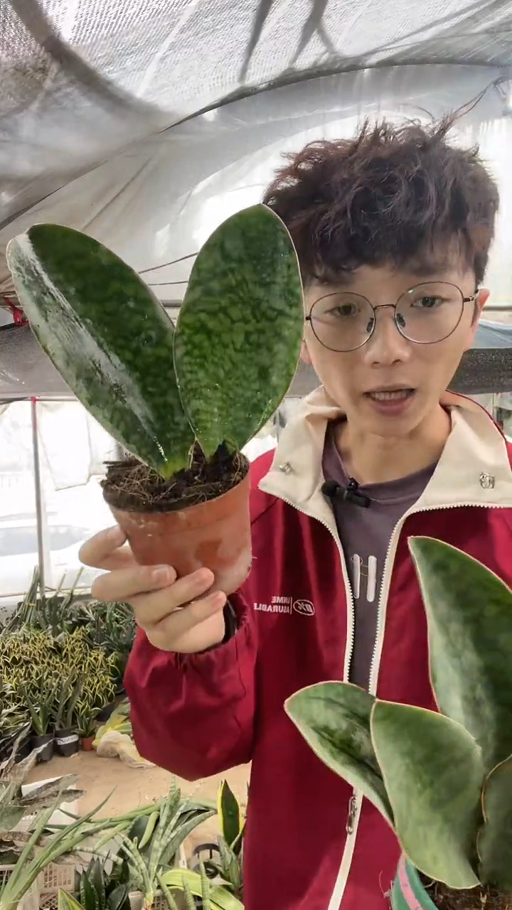 翡翠宝镜带盆土14.8