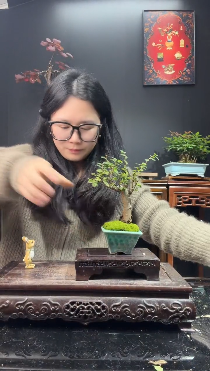 完全开放小叶榔榆