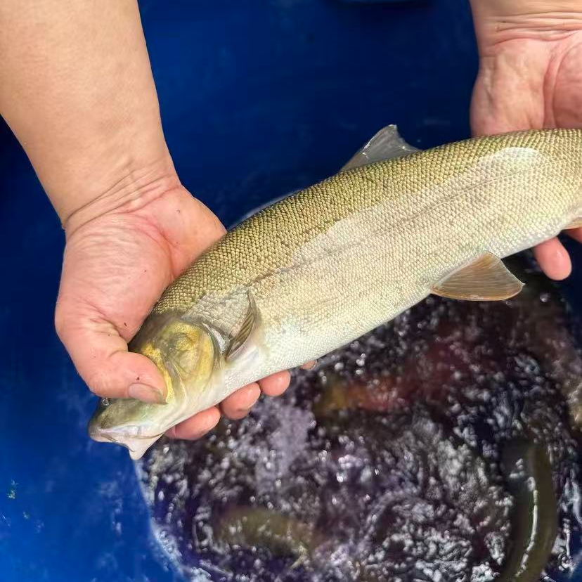 雅鱼 鲜活淡水鱼  刺少肉嫩 
