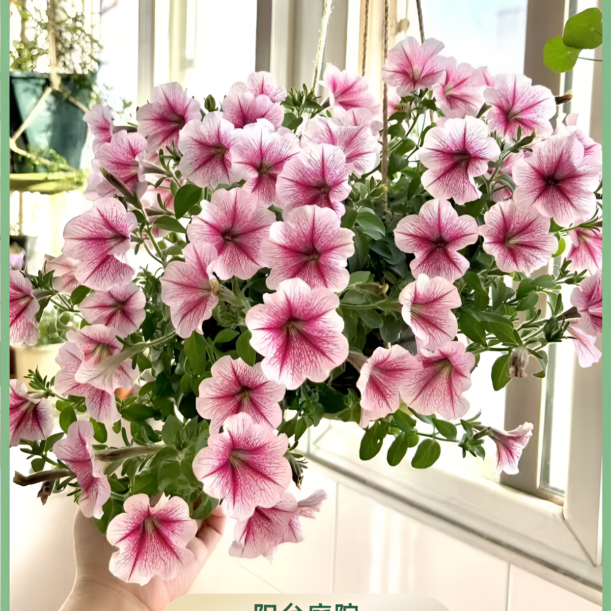 【美声园艺】矮牵牛花苗盆栽阳台庭院垂吊花卉