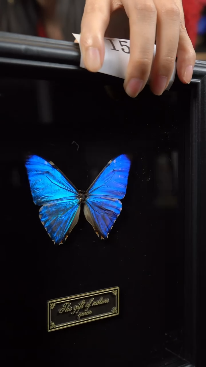 西风蝴蝶标本摆件竞拍i59