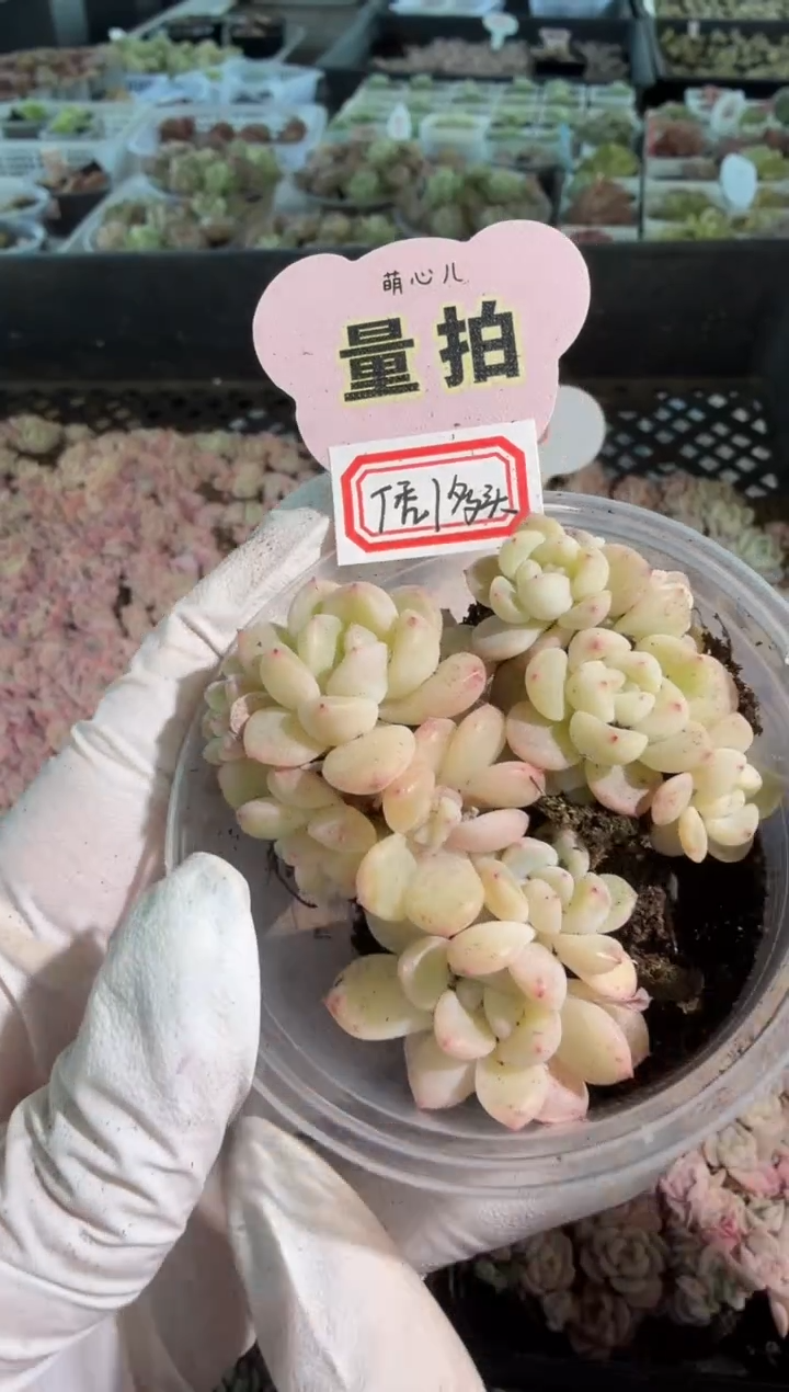 T秃/多头 3颗量拍混发 满9.9包邮