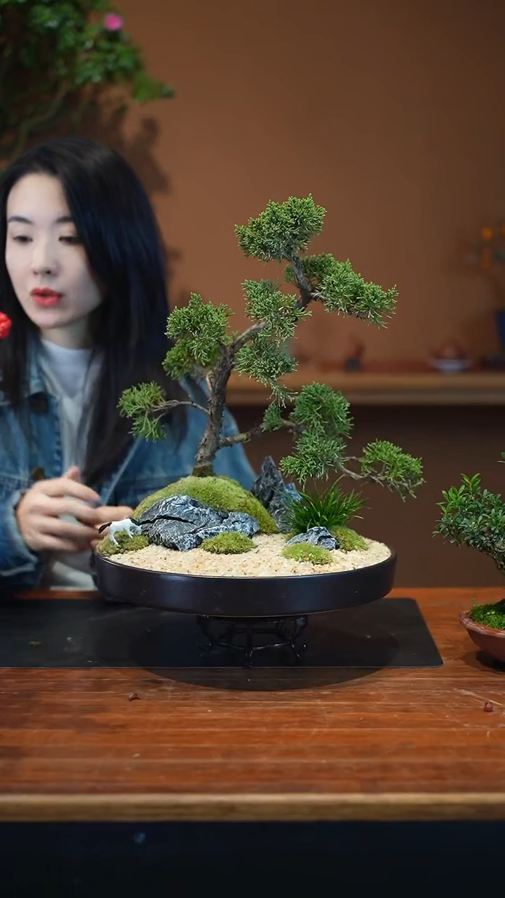 全部花朵济州针柏盆景盆景盆景