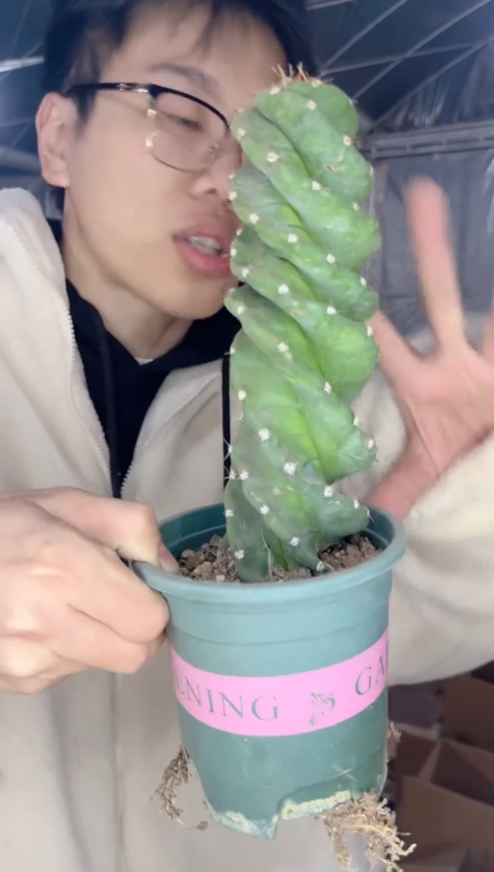 【闪购商品】高20cm 龙卷风