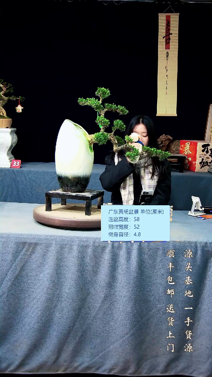 【闪购商品】黄杨盆景黄杨盆景