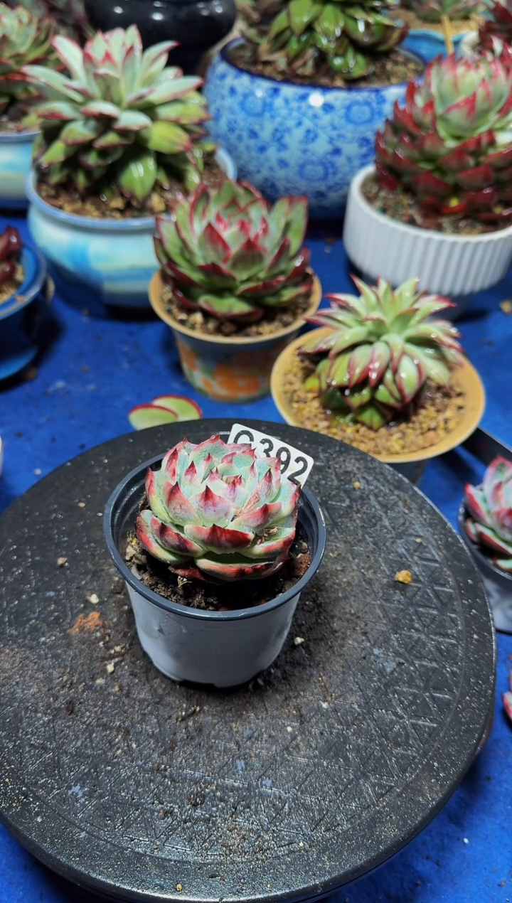 C392惊鸿仙子----