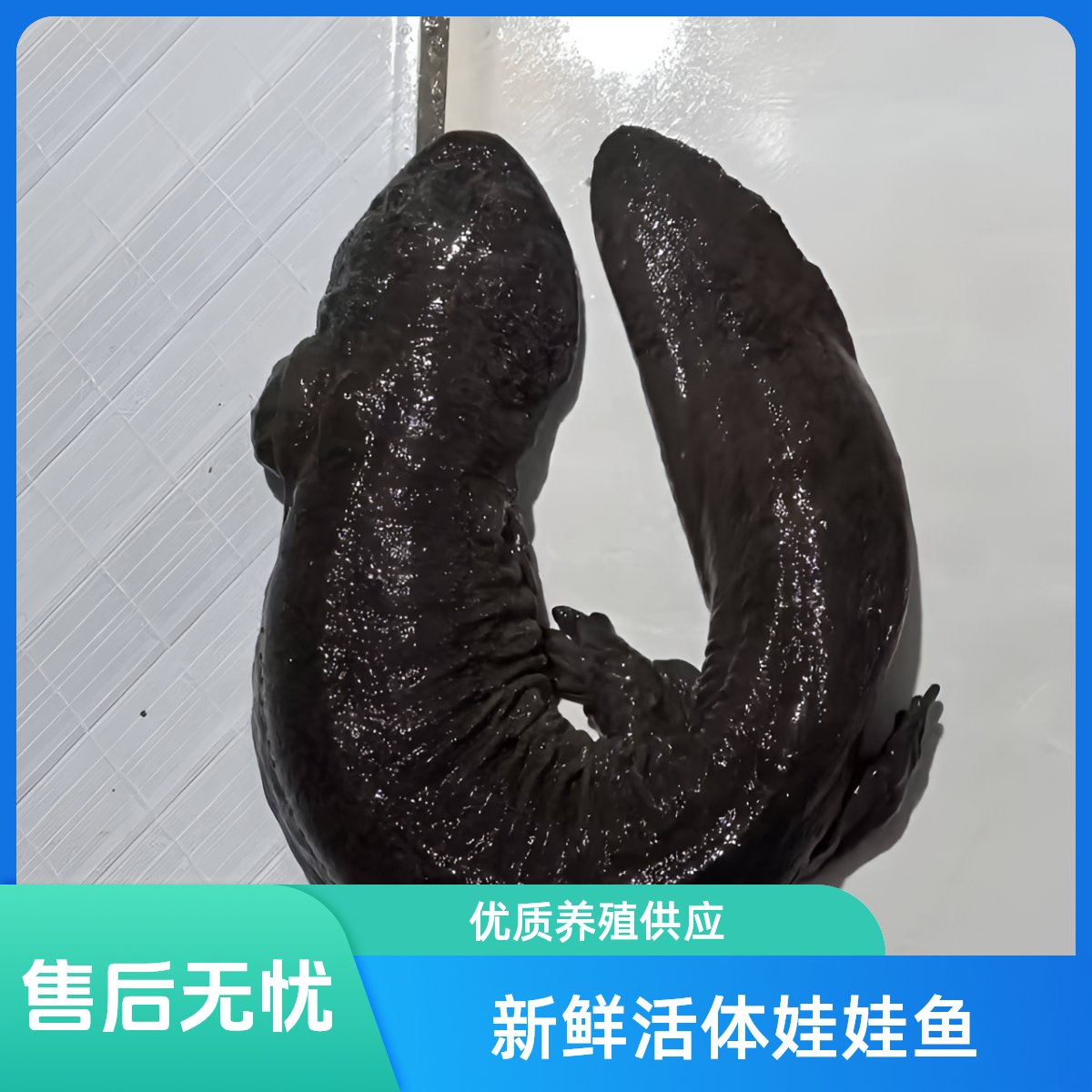 2.5-19.5斤娃娃鱼包活大鲵人工养殖食用海鲜生鲜水产顺丰包邮