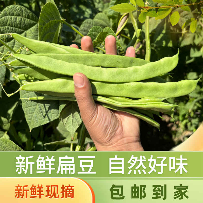 【头茬露天】新鲜扁豆现摘现发刀豆芸豆宽豆角农家当季应季蔬菜商品图
