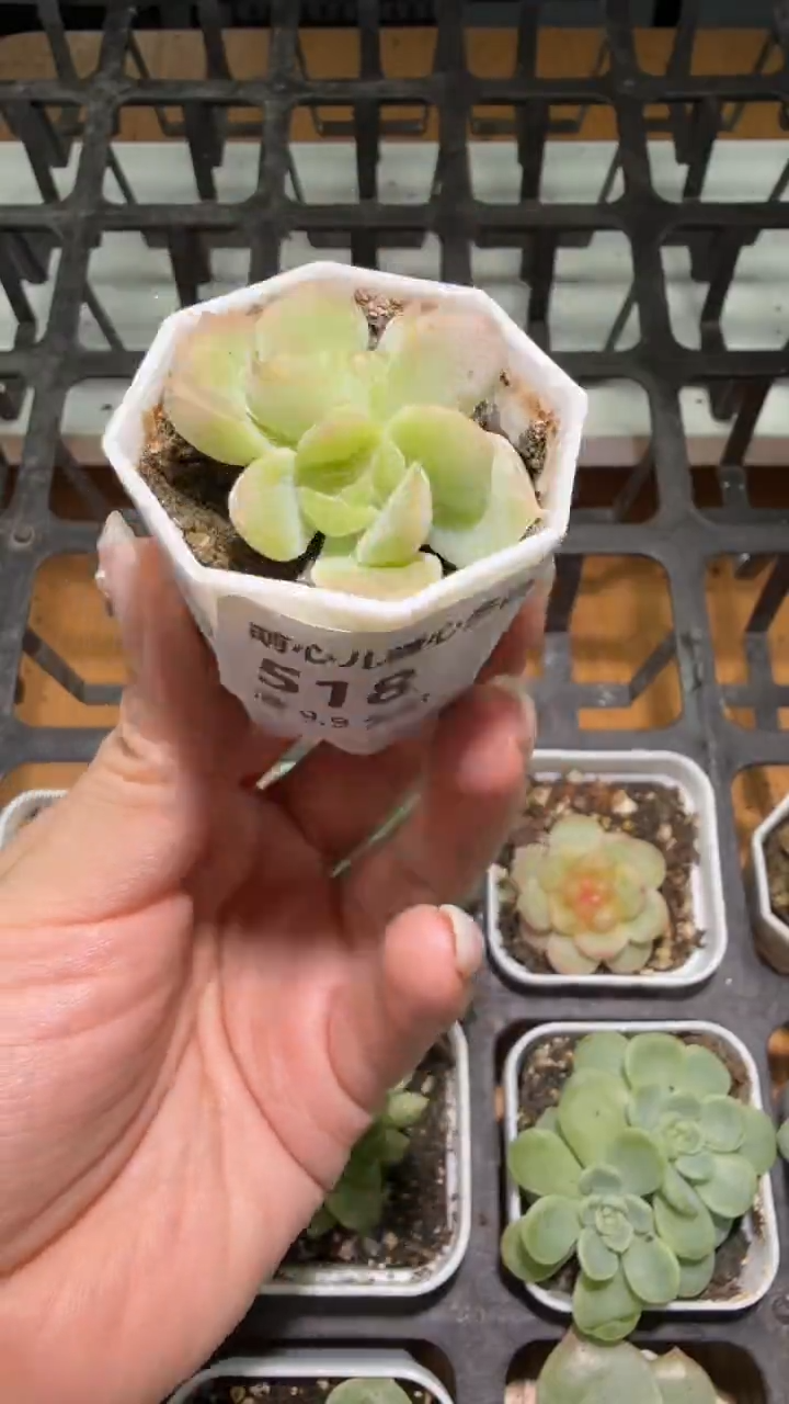 518  良辰多肉植物