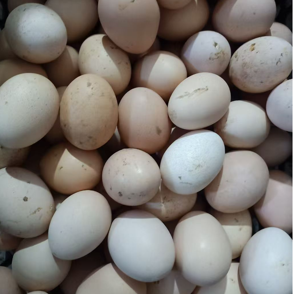 农家无菌土鸡蛋    