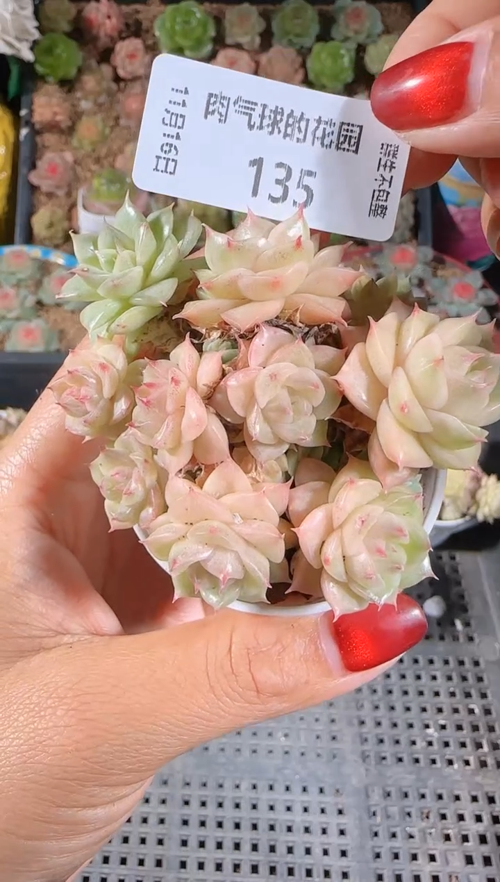 1116-135群生不包整