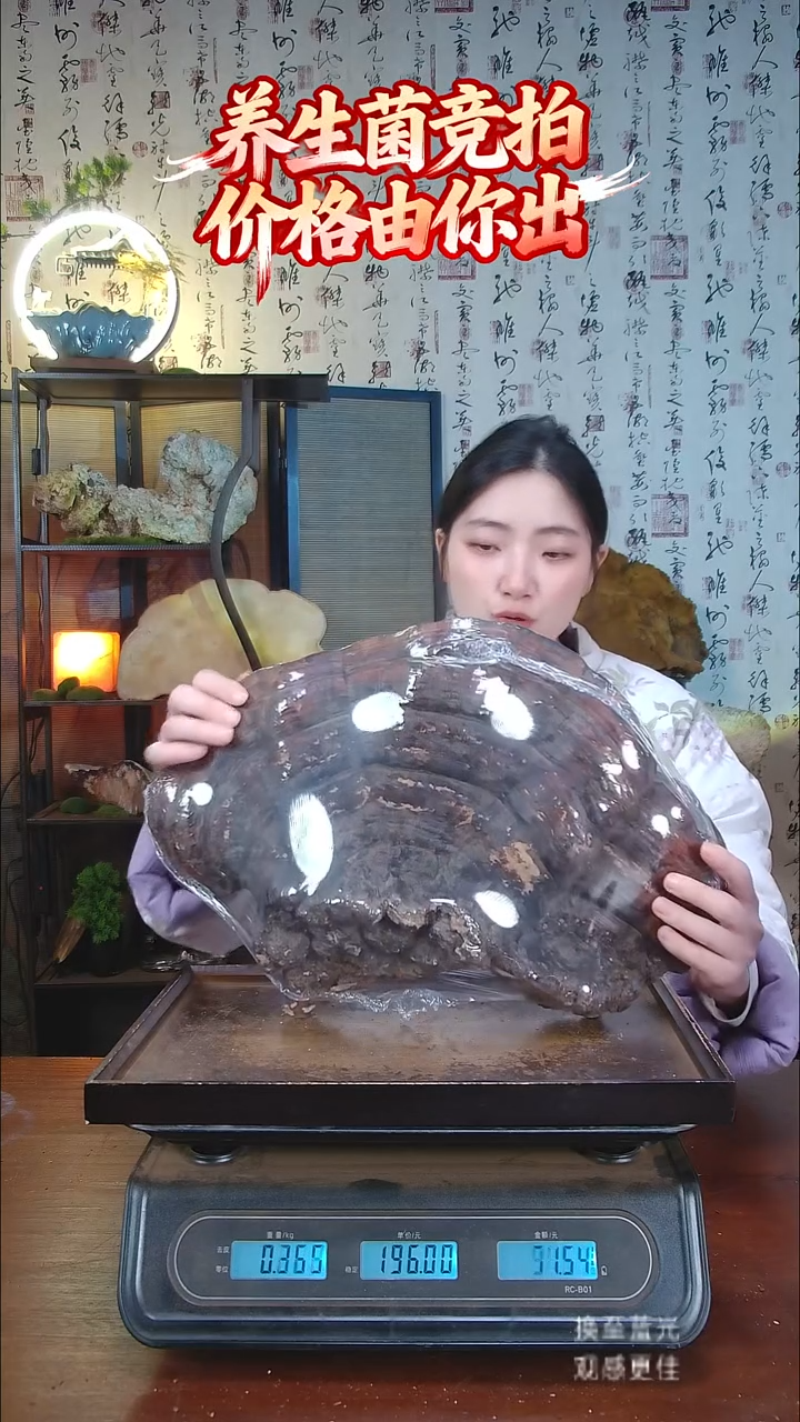 红缘拟层孔菌中国大陆【藏区野生】红缘树舌（2.44斤）20-30年份