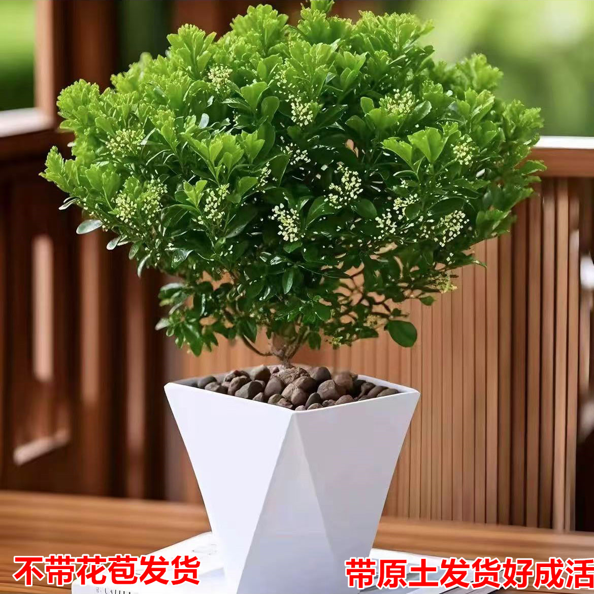 香水米兰开花飘香四季长青可用于阳台观赏的植物