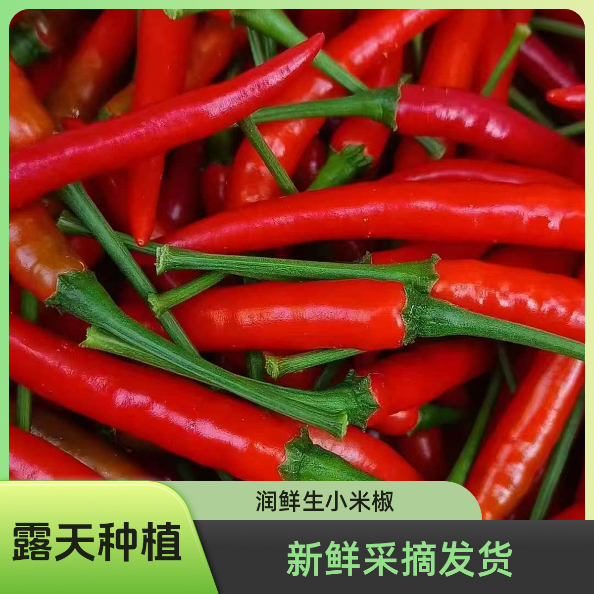 【新鲜采摘发货】产地直发辣椒小米椒朝天椒现摘现发蔬菜批发调味料