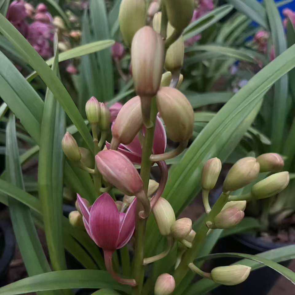 【绯月】粉色花卉兰花室内盆栽绿植绿植