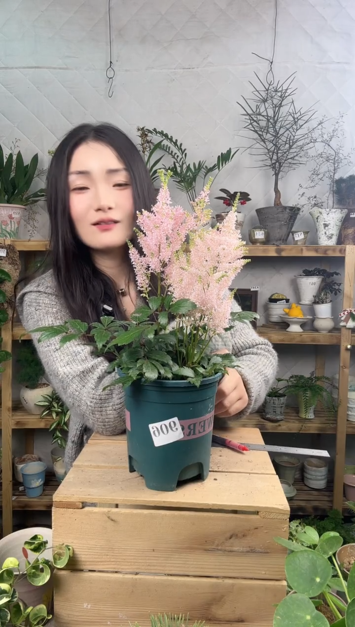 无花朵大**相906络心妇育苗盆