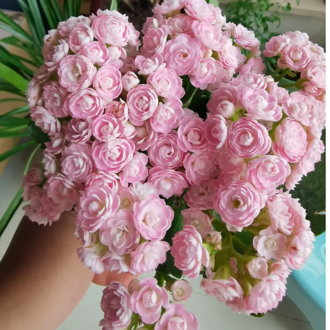 （110盆朱丽叶）粉色一代长寿花 懒人盆栽花卉 基地直发