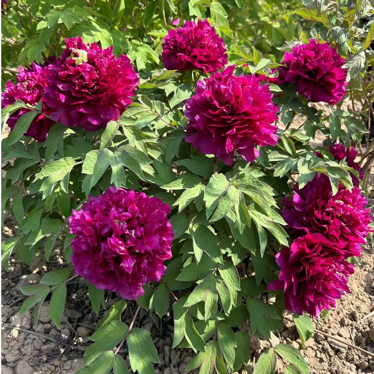 年宵花【冠群芳】菏泽催花牡丹春节开花带花苞顺丰发货室内养护