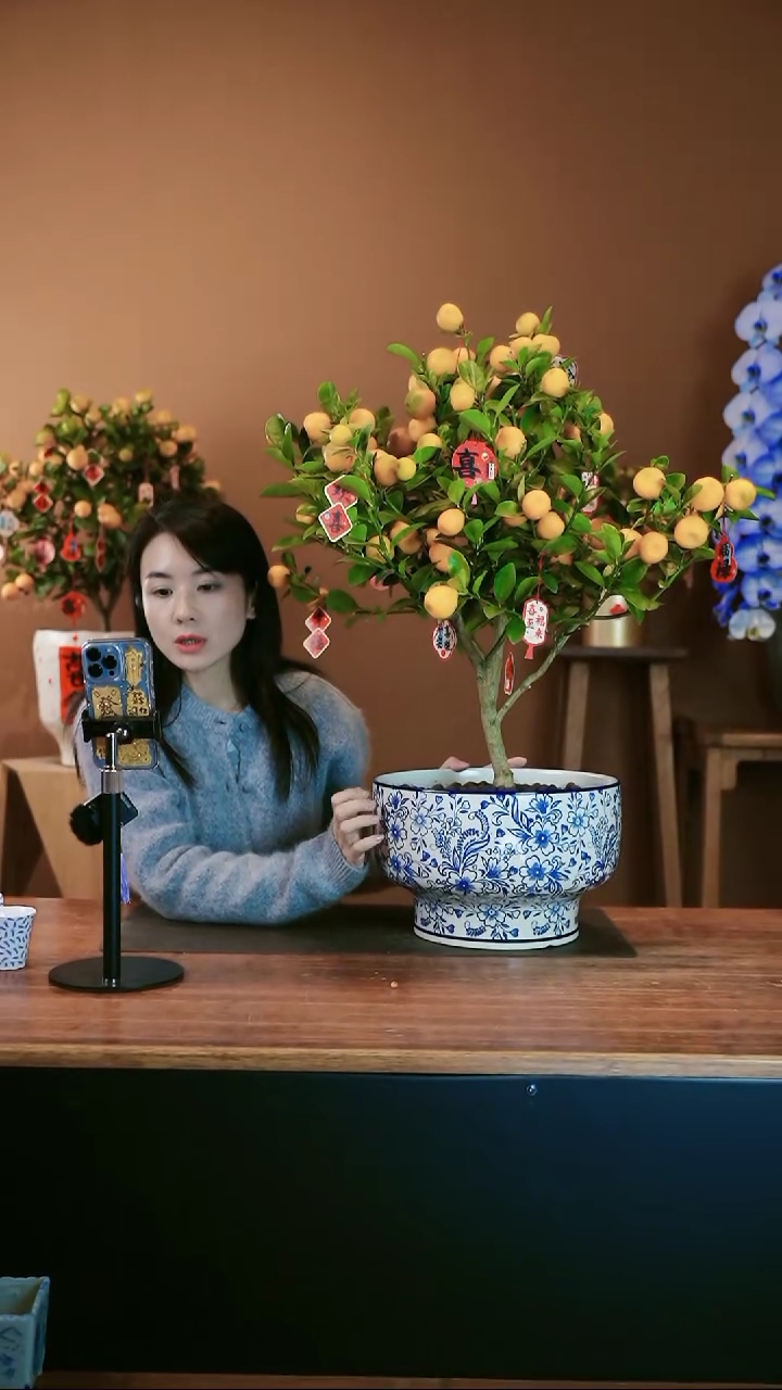 【闪购商品】盆景大金桔 青花