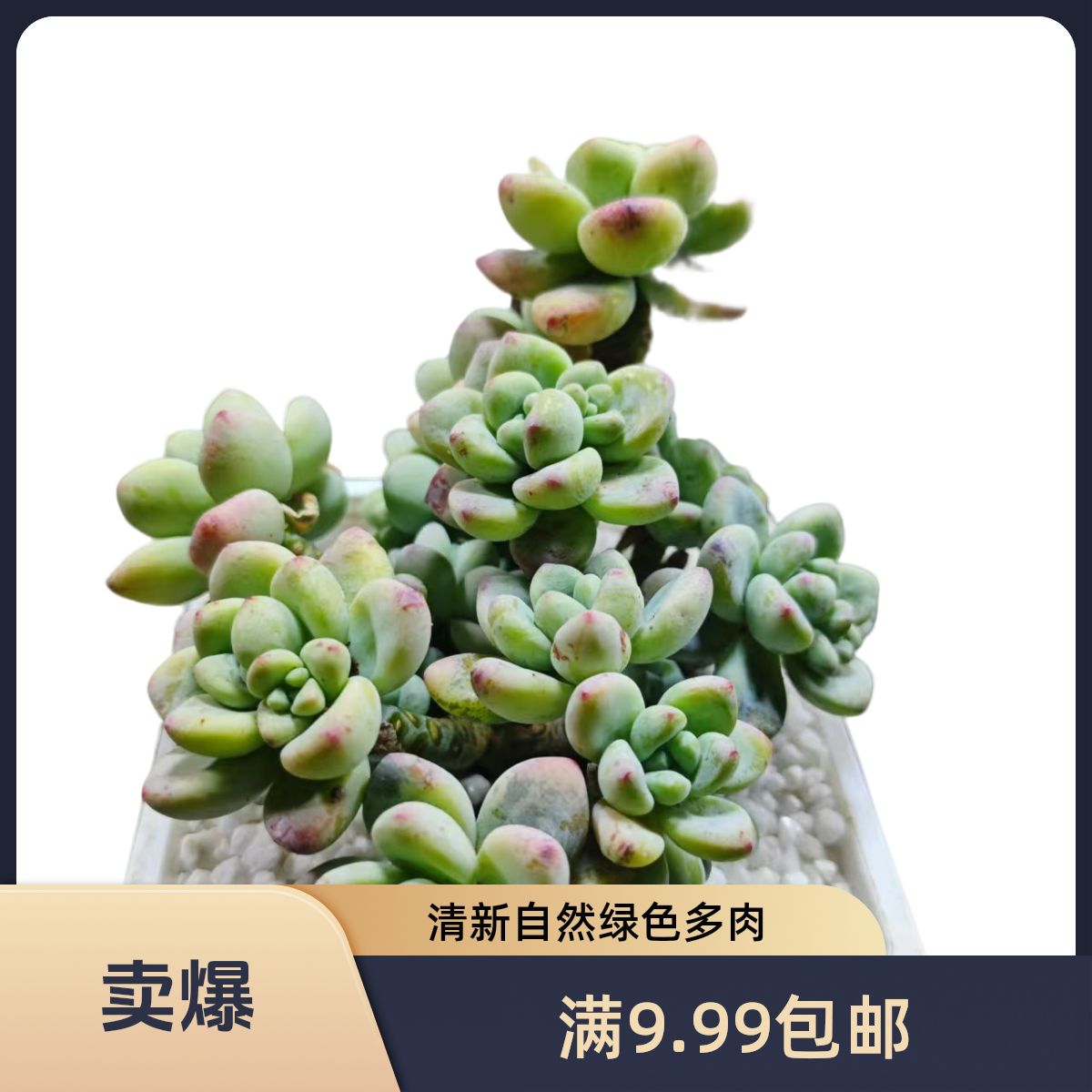 劳尔多肉植物（脱土发货）阳台露台办公室绿植植新手好养