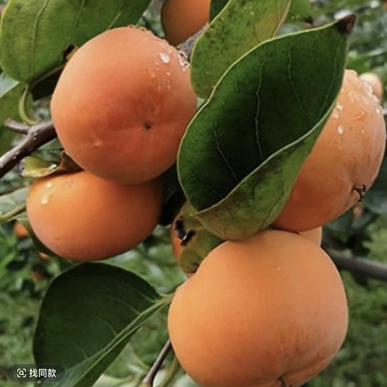 湖北恩施富硒阳丰脆甜柿子 脆甜多汁 自带冰糖心 新鲜发货