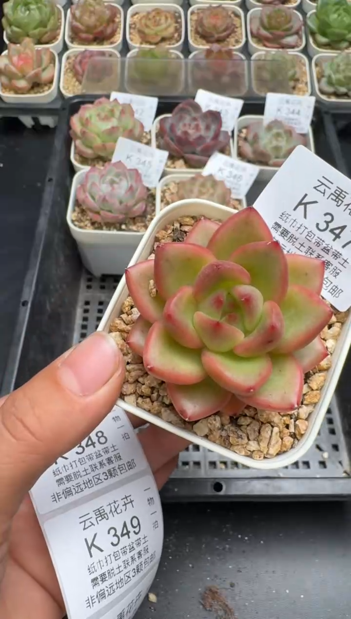 347K云禹多肉植物 带盆土纸巾打包 当天拍3颗包邮