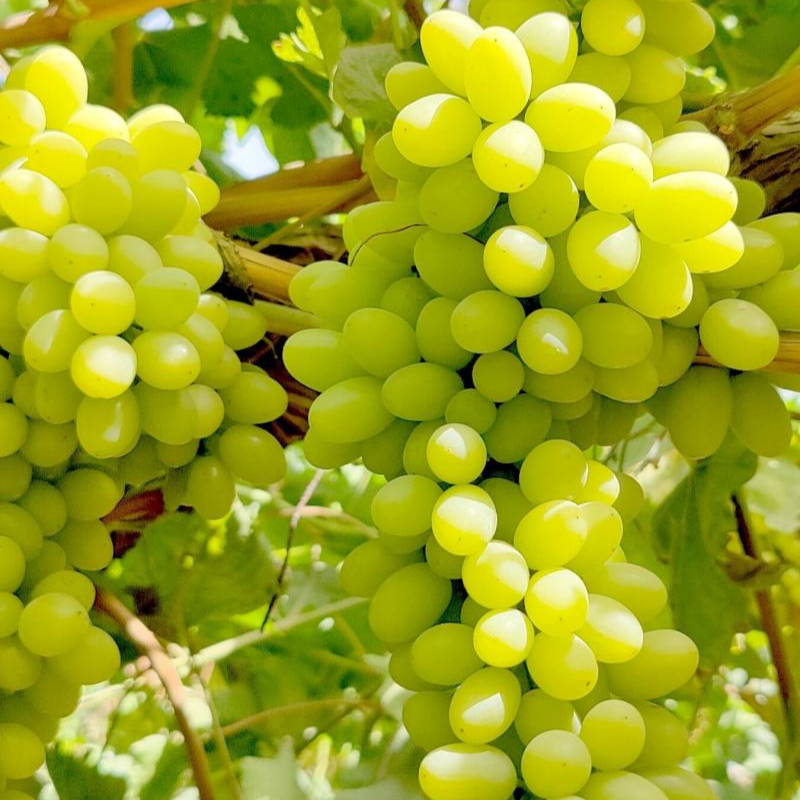 【YJ顺丰次日达】新疆火焰山 无核白葡萄 纯甜无籽 新鲜采摘葡萄同城送新疆维吾尔自治区