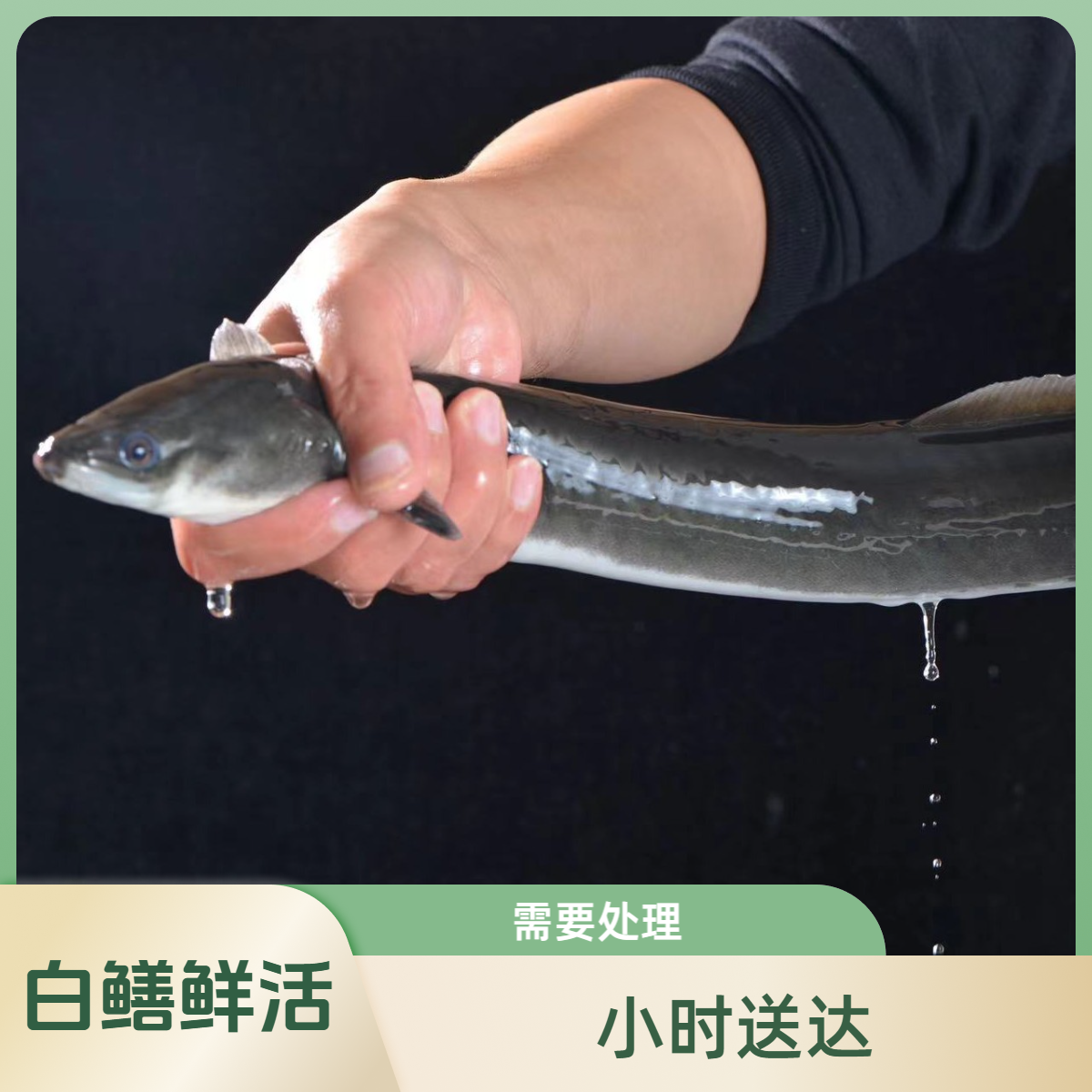 【白鳝】约800g/条 默认打氧配送 小时到家 如需处理请备注 