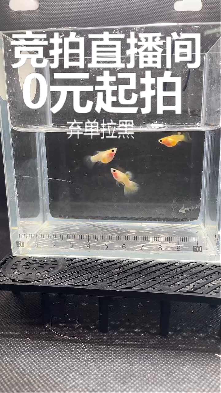 孔雀鱼幻彩 带黑纱 亚成 三条  11