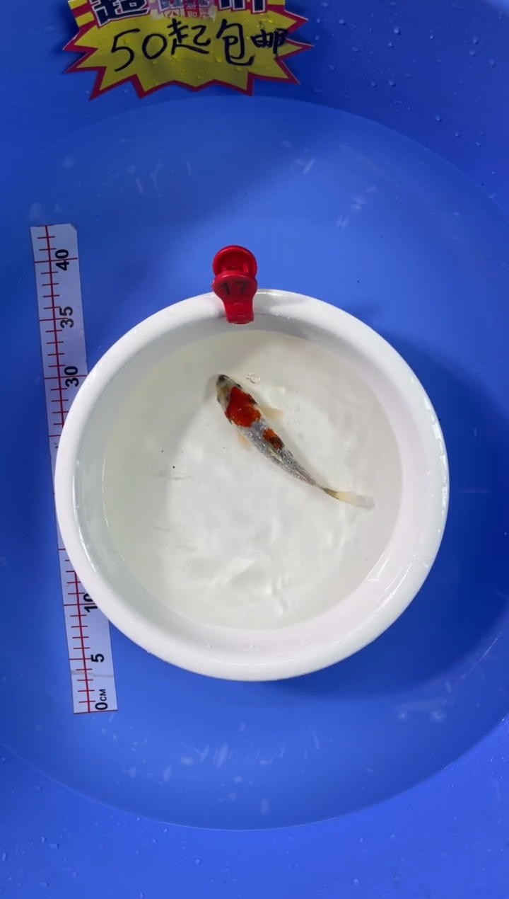 锦鲤活体二号链接