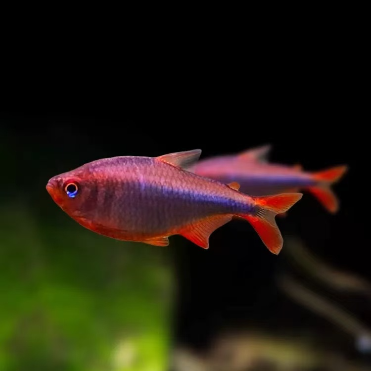 蓝钻红梅鱼观赏鱼小型热带鱼兰钻红莓淡水灯南美高端草缸群游活体