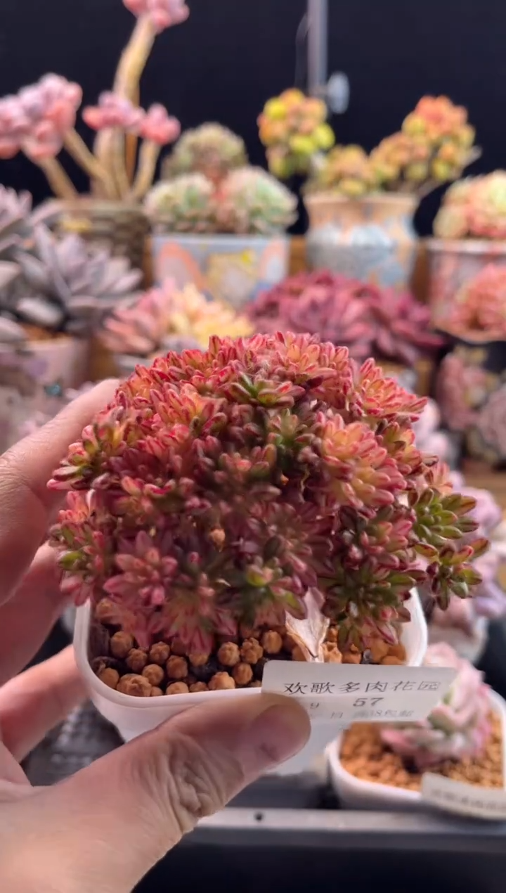 【闪购商品】2.9-57小人祭锦