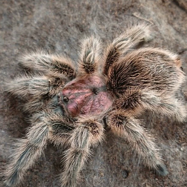 智利红玫瑰温顺宠物蜘蛛白毛新手入门温顺不咬人