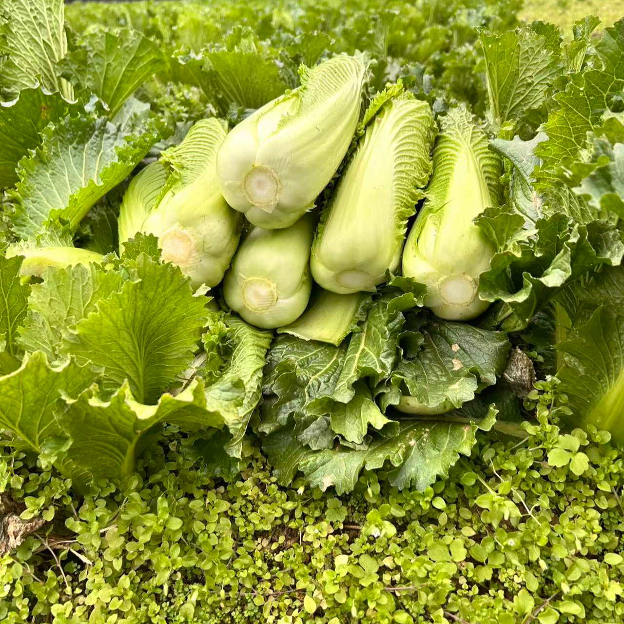 贵州高山露天种植的农家龙牙菜